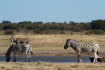 Fototapeta na wymiar zebras of the okavango delta