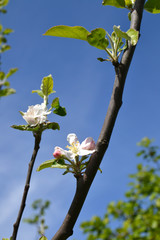 
Blooming apple tree