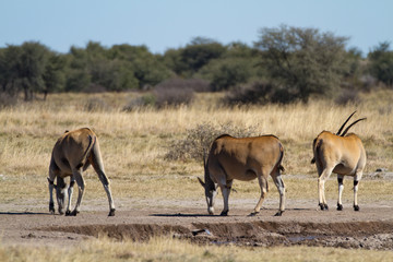 Obraz na płótnie Canvas antelope in the african bush