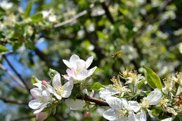 Bee in the flowers of apple