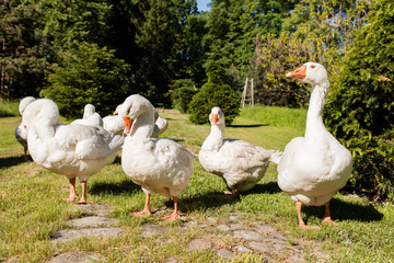 White geese