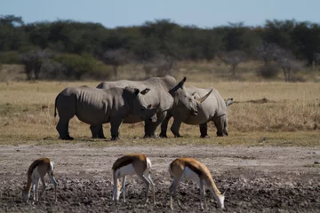 Crédence de cuisine en verre imprimé Rhinocéros rhinos in the rhino sanctuary in botswana