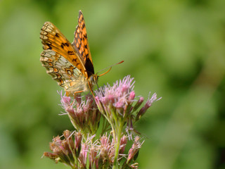 Papillon orange et noir butinant une fleur des champs mauve au printemps.