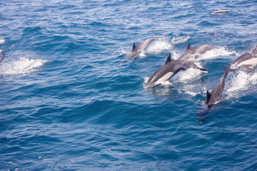 Dolphins in the ocean