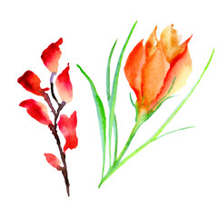 Wildflower flower in a watercolor style isolated.