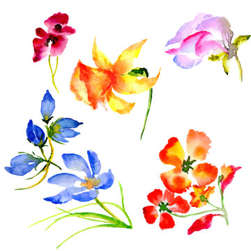 Wildflower flower in a watercolor style isolated. © yanushkov