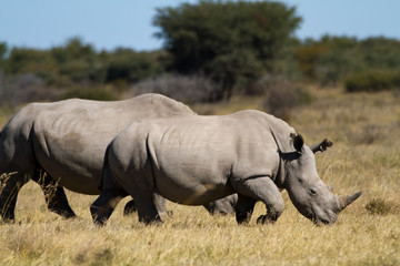 rhinocéros dans le sanctuaire des rhinocéros au botswana