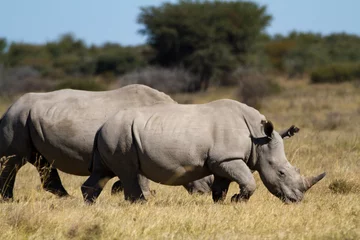 Abwaschbare Fototapete Nashorn rhinos in the rhino sanctuary in botswana