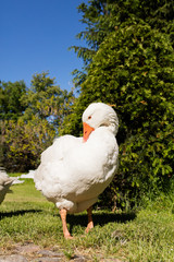 White geese