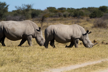 Obraz premium rhinos in the rhino sanctuary in botswana
