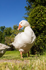 White geese