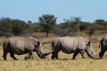 Crédence de cuisine en verre imprimé Rhinocéros rhinocéros dans le sanctuaire des rhinocéros au botswana