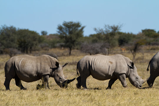 Rhinos In The Rhino Sanctuary In Botswana