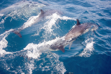 Obraz premium Dolphins in ocean