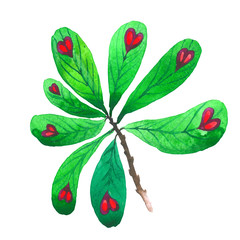 Tropical Hawaii leaves palm tree in a watercolor style isolated.