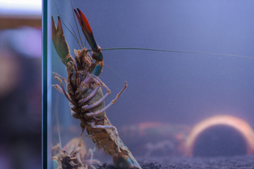 Red crawfish show their own claws in a glass cabinet.