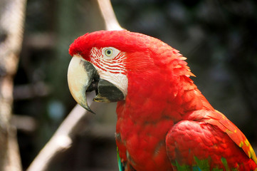 Perroquet de la forêt amazonienne