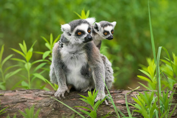 Adult female lemur katta (Lemur catta) with a cub on her back sits on a fallen tree