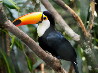 Toucan en milieu naturel