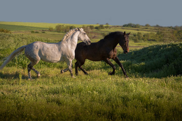 Obraz na płótnie Canvas Dapple-grey and bay horses run on green field on the blue sky background