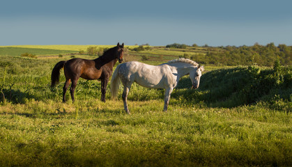 Obraz na płótnie Canvas Dapple-grey and bay horses stay on green field on the blue sky background