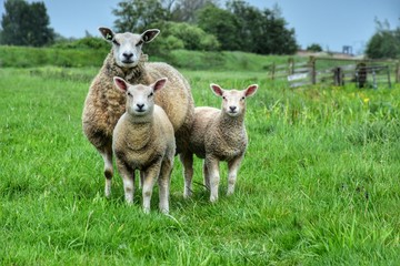 Sheep with two lamb