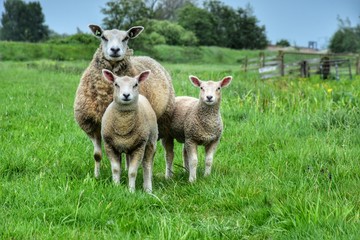 Fototapeta premium Sheep with two lamb