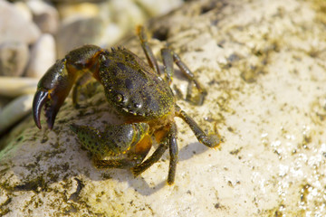 Crab on rocky beach