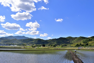 日本の風景　初夏の水田