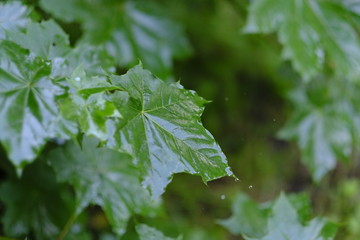 Klosterholz in Osterholz-Scharmbeck