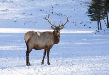Bull Elk with large antlers standing in the winter snow in Canada