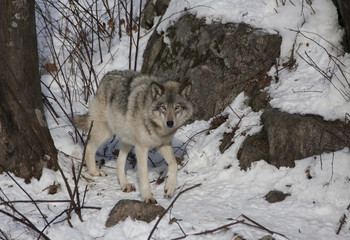 Timber wolf or Grey Wolf (Canis lupus) walking in the winter snow in Canada