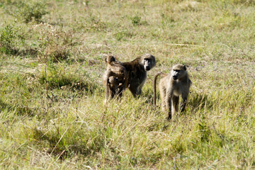 Obraz na płótnie Canvas baboons in the okavango delta