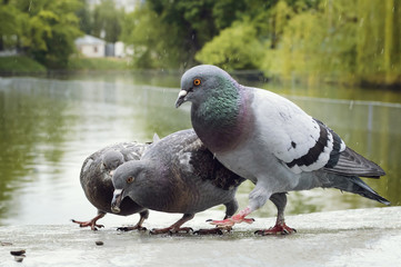 Pigeons eat seeds in the park in the rain.