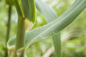 Wallpaper Macro green bambo leaf morning dew