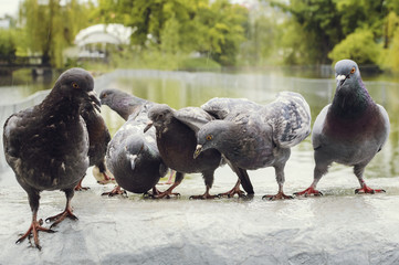 A flock of pigeons in the park in the rain.