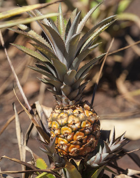 Pineapple Close Up Picture