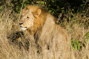 Fototapeta na wymiar male lion in the moremi reserve in botswana