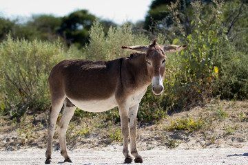 Naklejka na ściany i meble donkey in botswana