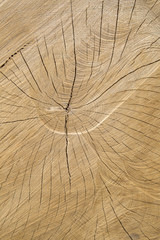 Fototapeta premium Wood Trunk Background