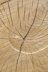 Wood Trunk Background