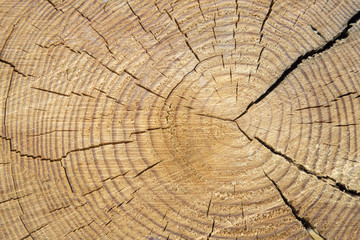 Wood Trunk Background