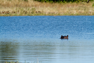 Obraz na płótnie Canvas hippos in the okavango delta in botswana