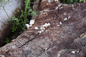 Obraz premium Mushrooms on log.