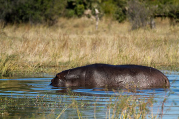 hippos in the okavango delta in botswana