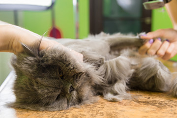 Cat grooming in pet beauty salon.