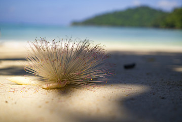 tropical flower on beach