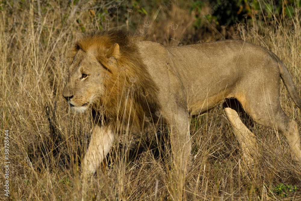 Sticker male lion in the moremi reserve in botswana