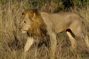 male lion in the moremi reserve in botswana