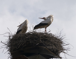Weißstorch Ciconia ciconia